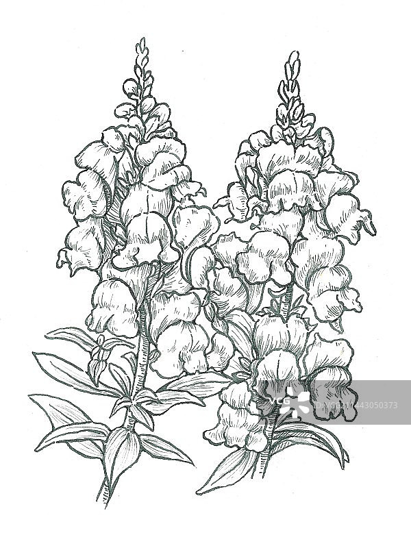 金鱼草植物花卉线稿图片素材