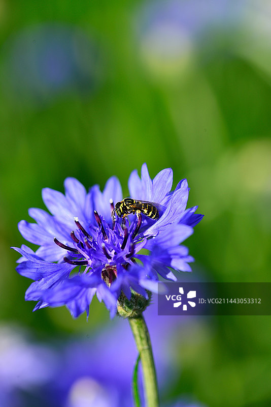 矢车菊图片素材