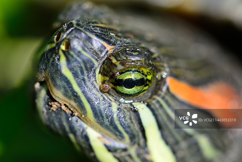 野生乌龟头部特写图片素材