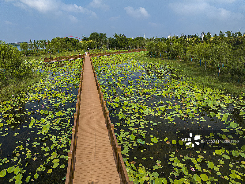 航拍安徽省宿州市灵璧县新汴河荷塘风光图片素材