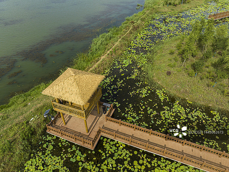 航拍安徽省宿州市灵璧县新汴河荷塘风光图片素材