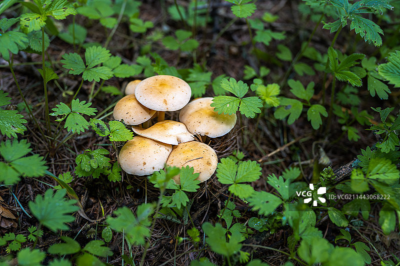 泾源县草地上蘑菇图片素材