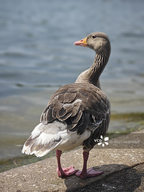 湖边的鸭子图片素材