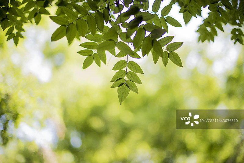 仰望夏天的叶子图片素材