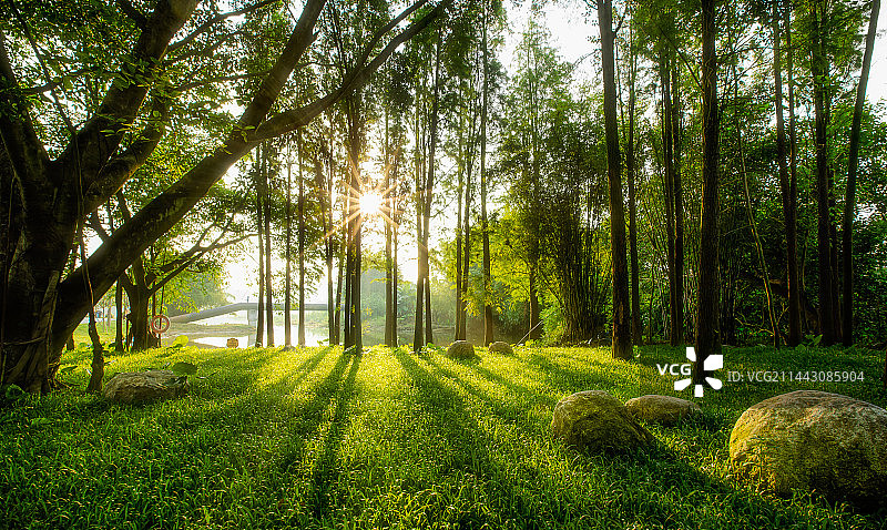 逆光下的树林图片素材