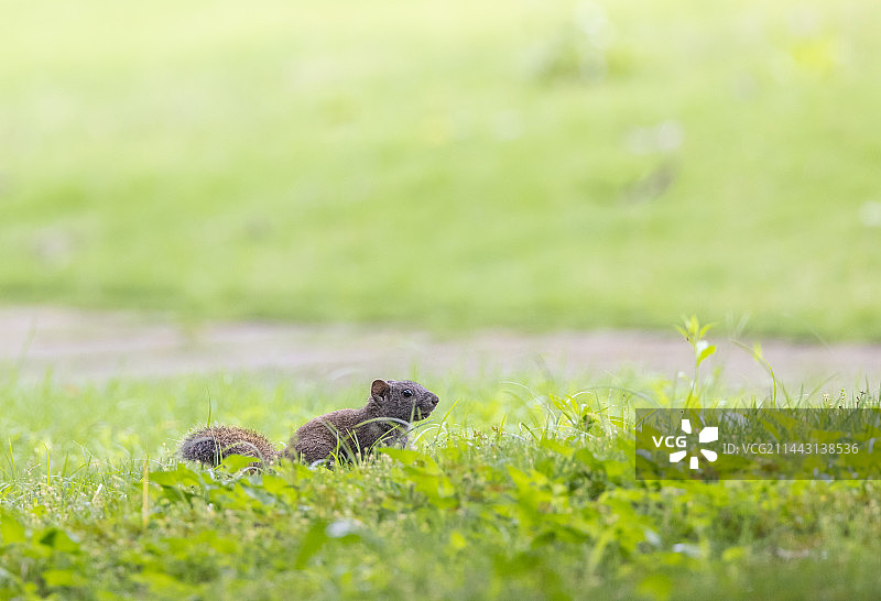 小松鼠在草地上玩耍图片素材