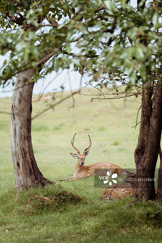 小鹿图片素材