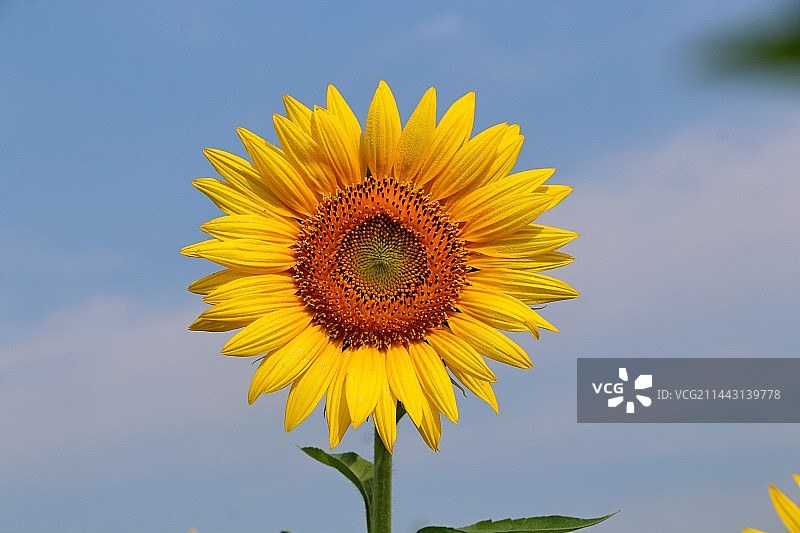 向日葵图片素材