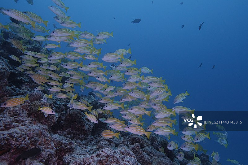四线笛鲷图片素材