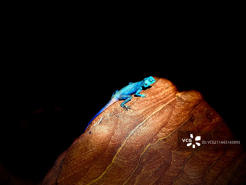 蓝色蜥蜴1 /blue lizard in Petra 1图片素材