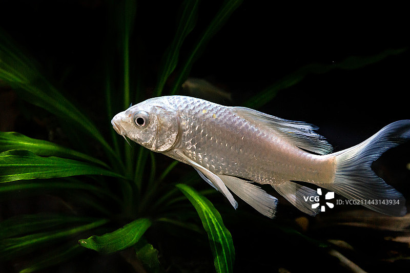 白金蝴蝶鲤/白金蝴蝶龙锦鲤图片素材