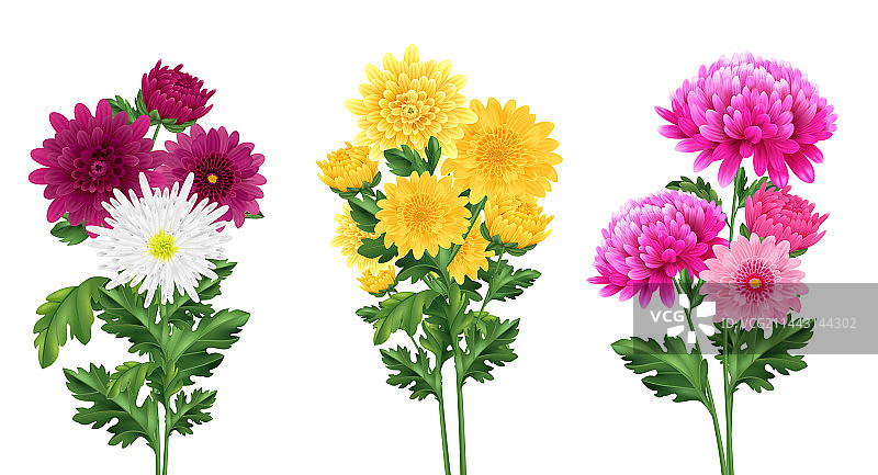 逼真菊花套装图片素材