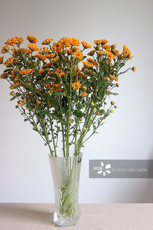 橙色小雏菊图片素材