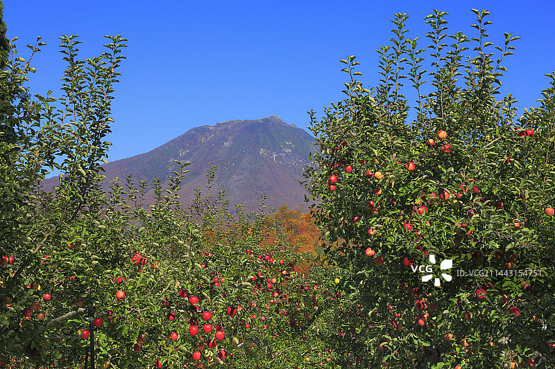 日本青森县中津轻郡岩木山的苹果树图片素材