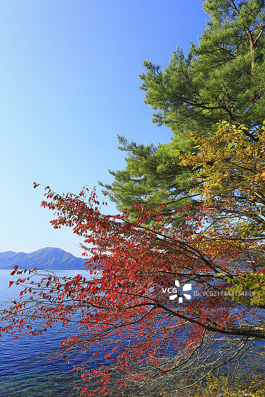 日本秋田县仙北市田泽湖的秋叶图片素材