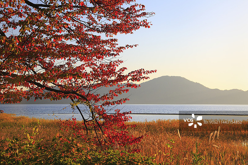日本秋田县仙北市田泽湖的秋叶与日落图片素材