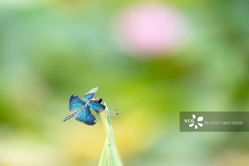 草叶上的黑丽翅蜻图片素材