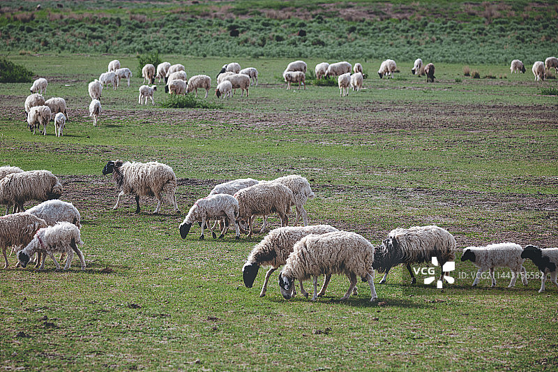 宁蒙交界的阿拉善腾格里腹地通湖草原，夏天的早上，牧民的羊群正在绿色沙漠草原上自由悠闲地吃草图片素材