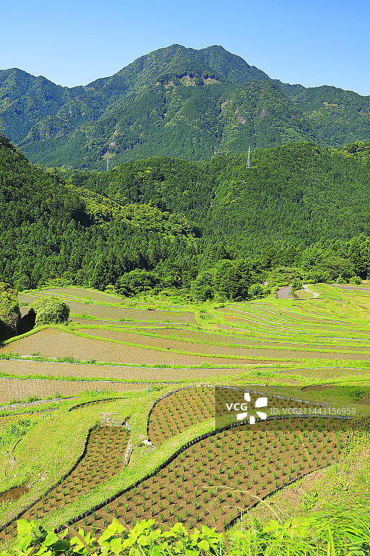 初夏的丸山千枚田，日本三重县熊野市图片素材
