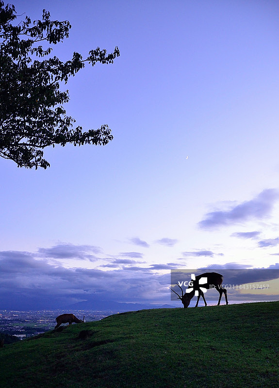 若草山上的鹿，日本奈良县奈良市图片素材