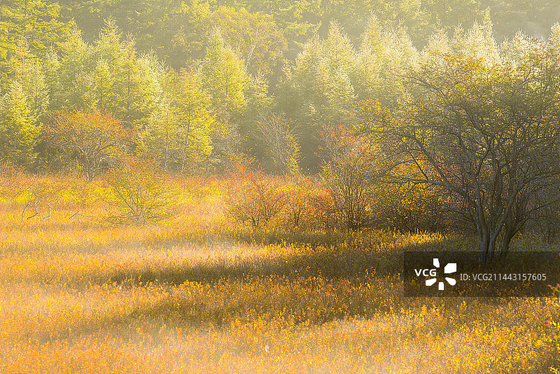 日本栃木县日光市中禅寺，秋叶遍布的沼泽地图片素材