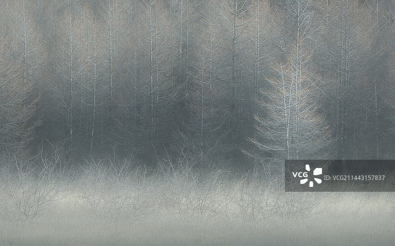 日本栃木县日光小田代原图片素材