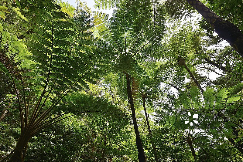 日本冲绳县国头村山原森林图片素材