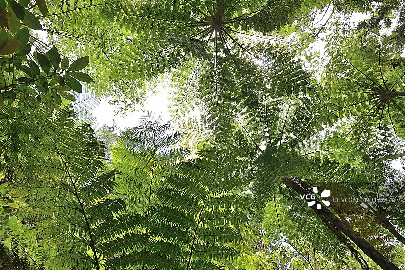 日本冲绳县国头村山原森林图片素材
