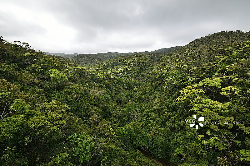 冲绳县宫古岛市山原森林图片素材