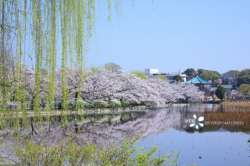 日本东京台东区上野公园盛开的樱花图片素材