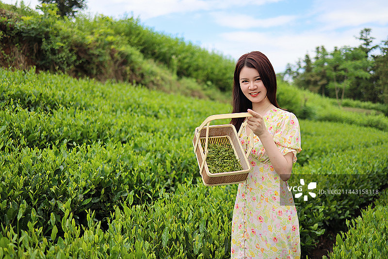 年轻女子在茶园采摘茶叶图片素材