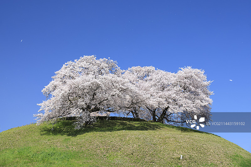 埼玉县行田市埼玉古坟群的樱花图片素材