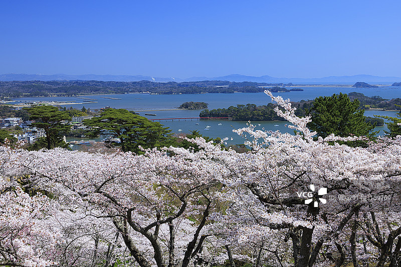 日本宫城县松岛樱花盛开图片素材