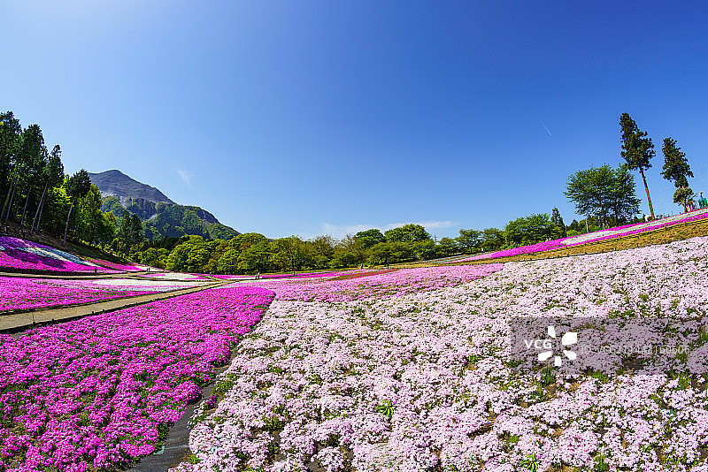 日本埼玉县武甲山与蓝色天空、芝樱山丘图片素材