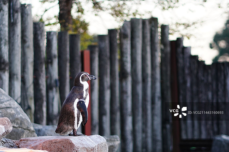 日本埼玉县的洪堡企鹅图片素材