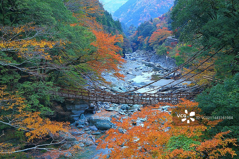 日本德岛县三好市的葛笼桥与秋叶图片素材