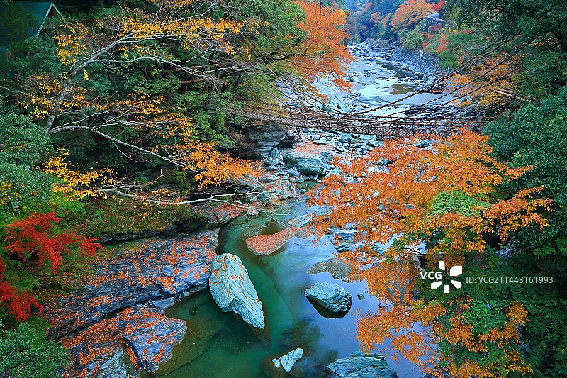 日本德岛县三好市的葛笼桥与秋叶图片素材