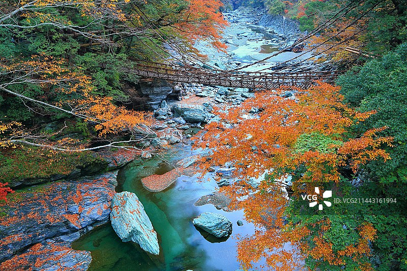 日本德岛县三好市的葛笼桥与秋叶图片素材