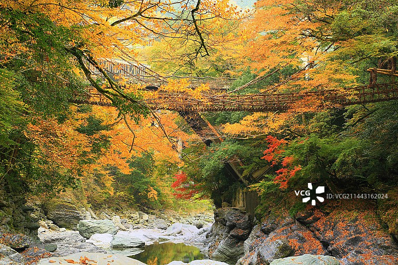 日本德岛县三好市的葛笼桥与秋叶图片素材