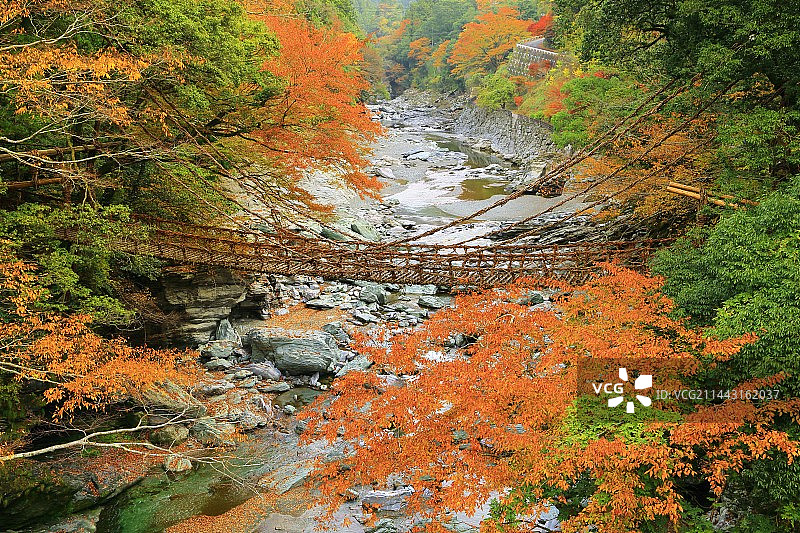 日本德岛县三好市的葛笼桥与秋叶图片素材