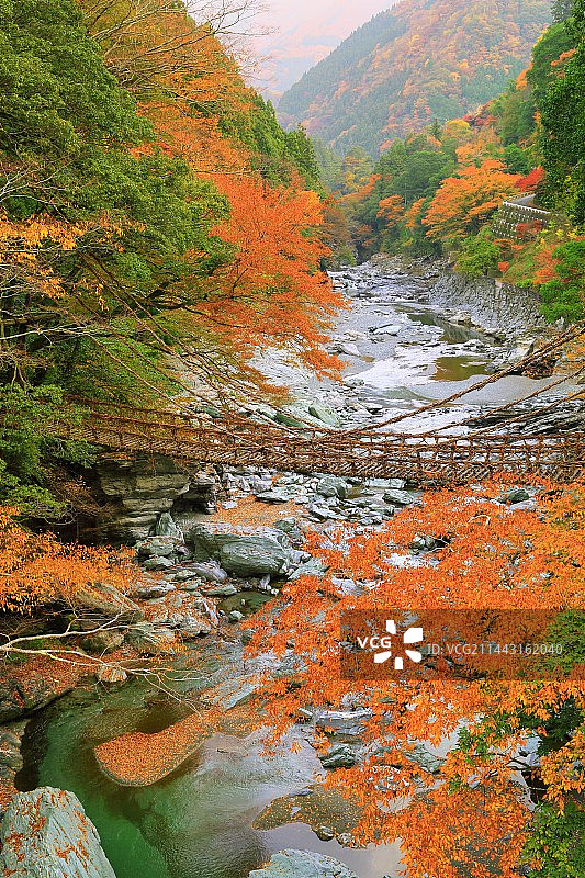 日本德岛县三好市的葛笼桥与秋叶图片素材
