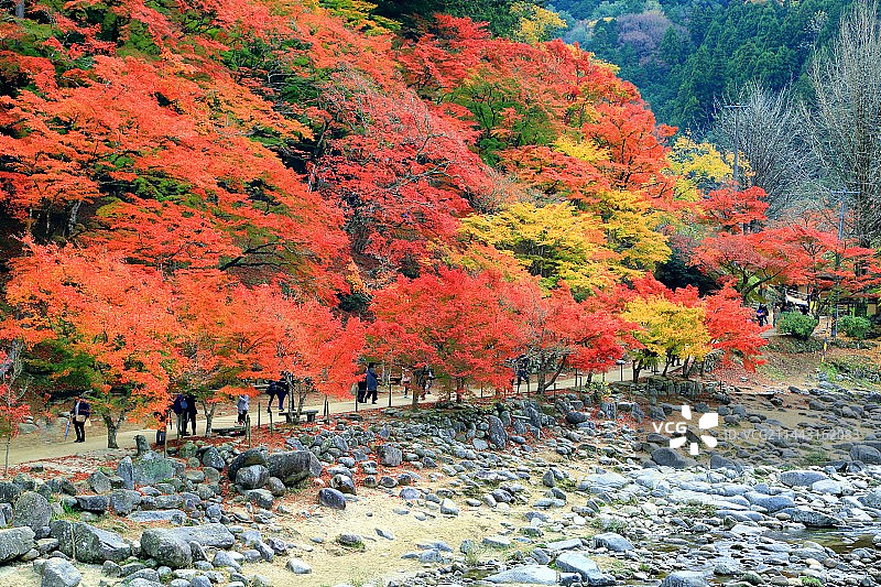 日本爱知县丰田市香岚溪峡谷秋叶图片素材