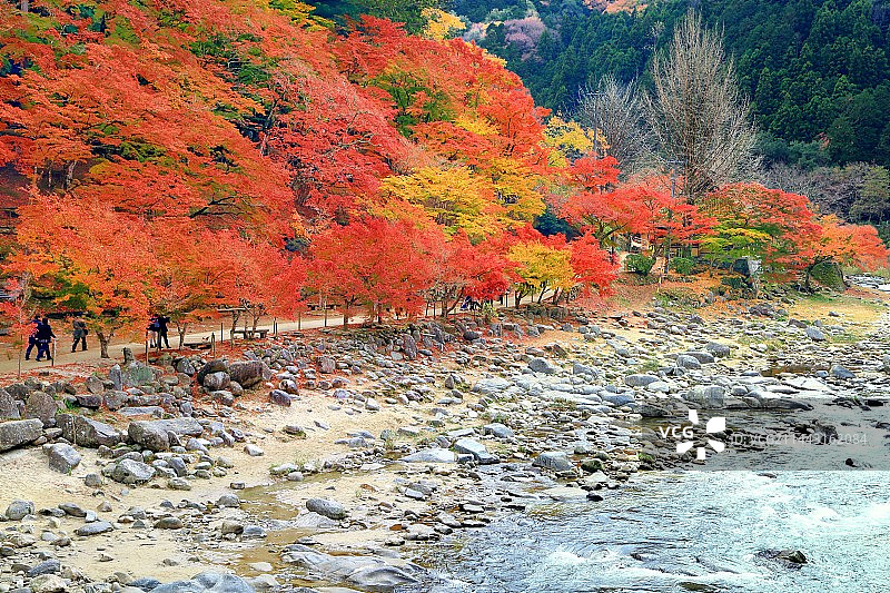 日本爱知县丰田市香岚溪峡谷秋叶图片素材