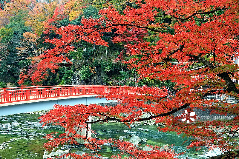 日本爱知县丰田市香岚溪峡谷秋叶图片素材