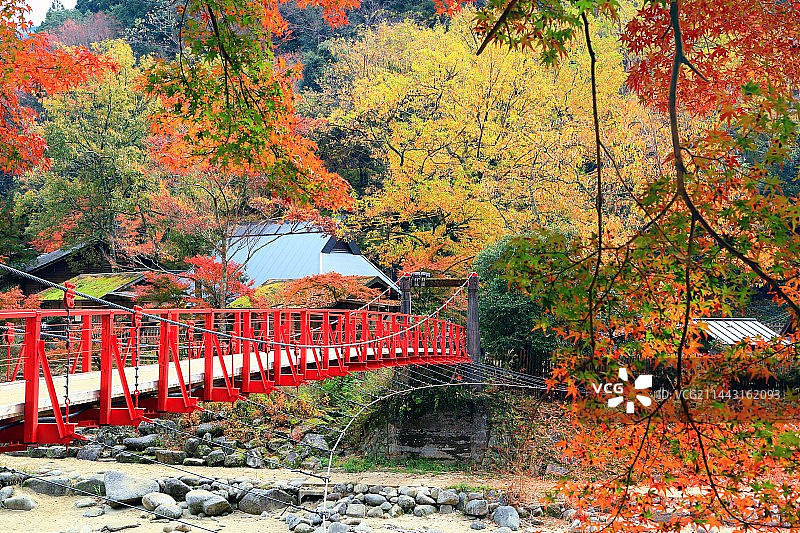 日本爱知县丰田市香岚溪峡谷秋叶图片素材