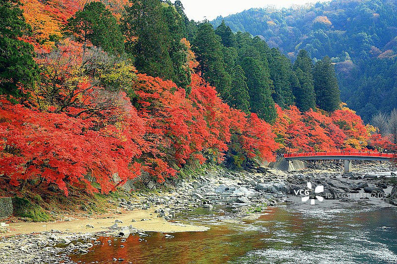 日本爱知县丰田市香岚溪峡谷秋叶图片素材