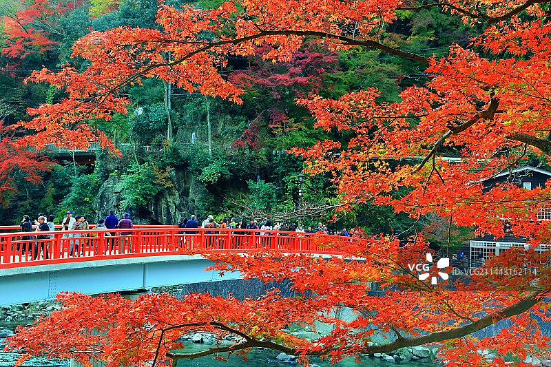 日本爱知县丰田市香岚溪峡谷秋叶图片素材