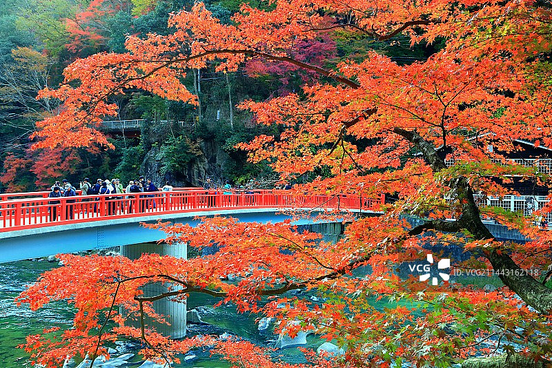 日本爱知县丰田市香岚溪峡谷秋叶图片素材