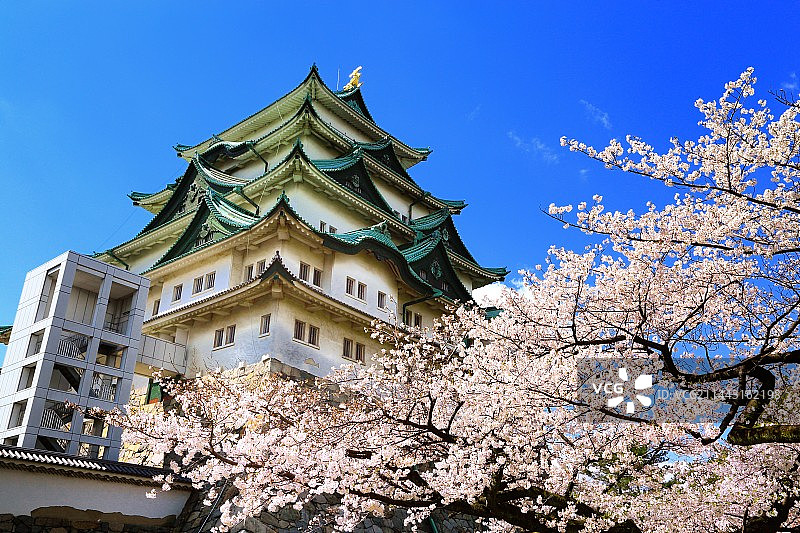 名古屋城与樱花，爱知县名古屋图片素材