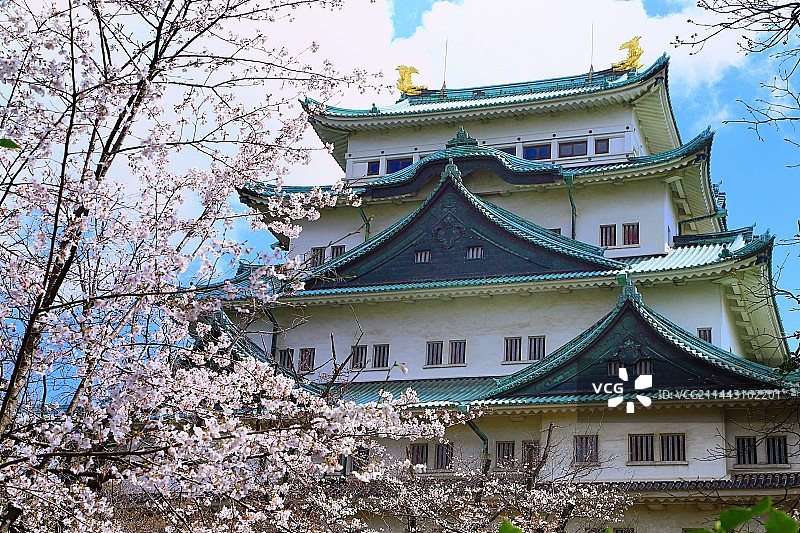 名古屋城与樱花，爱知县名古屋图片素材